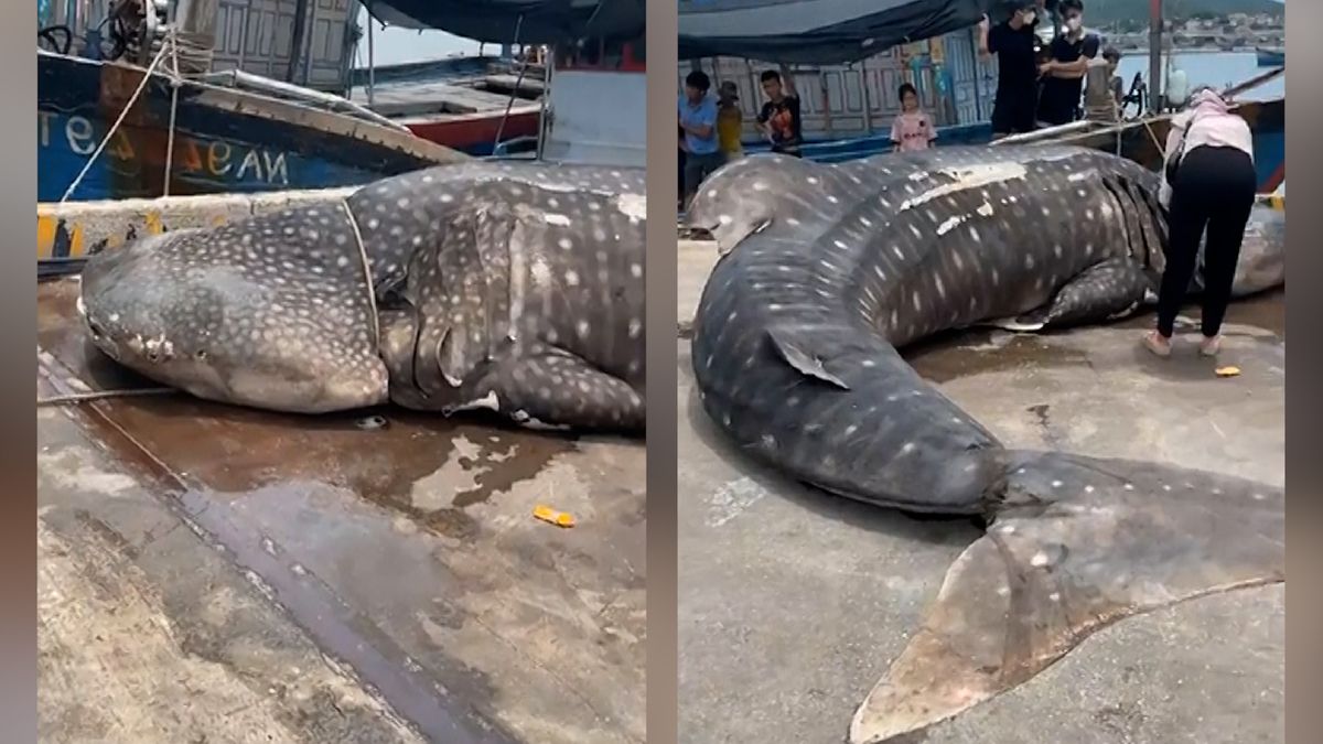 Moře ve Vietnamu vyplavilo dvoutunového žraloka